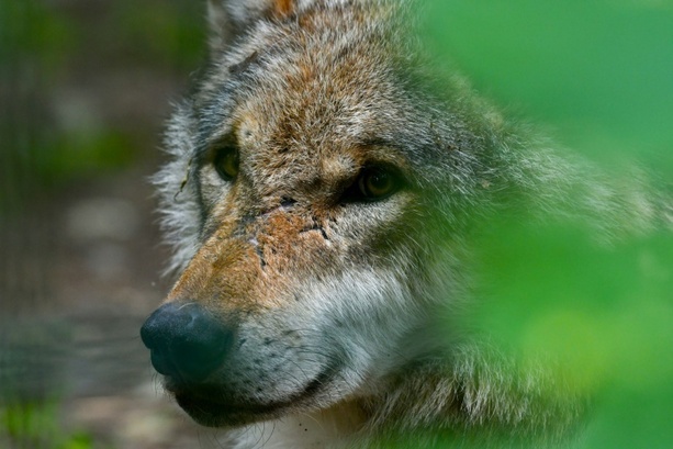 Bild vergr&ouml;&szlig;ern: Erstmals Wolfsangriff auf Menschen seit Wiederansiedlung in Deutschland
