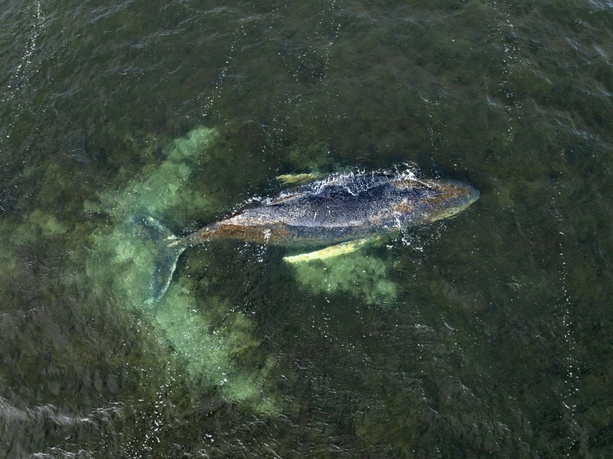 Bild vergr&ouml;&szlig;ern: Drama um durch Ostsee irrenden Wal: Tier schwimmt sich frei und setzt wieder auf