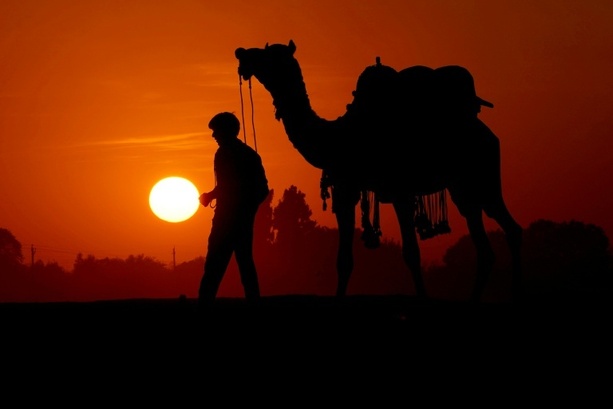 Bild vergr&ouml;&szlig;ern: Mit Kamelen über Waldpfade: Alkoholschmuggler in Indien geschnappt