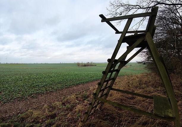 Bild vergr&ouml;&szlig;ern: Wolfsangriff: Jagdverband für Auswilderung mit Sender oder Tötung