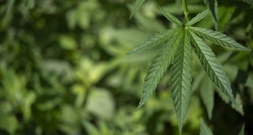 Cannabis-Teillegalisierung: Unions-Ministerien sehen dringenden Reformbedarf