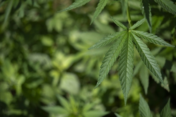 Bild vergr&ouml;&szlig;ern: Cannabis-Teillegalisierung: Unions-Ministerien sehen dringenden Reformbedarf