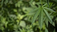 Cannabis-Teillegalisierung: Unions-Ministerien sehen dringenden Reformbedarf