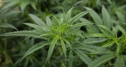 Cannabisplantage mit mehr als tausend Pflanzen in Sachsen ausgehoben