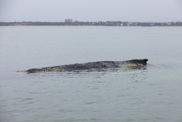 Bild vergr&ouml;&szlig;ern: Feuerwehr befeuchtet sterbenden Wal vor Poel mit Ostseewasser