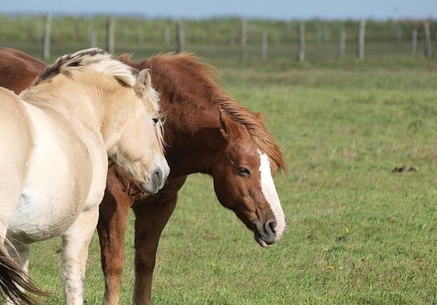 Bild vergr&ouml;&szlig;ern: Jay Leno: Verbrennerautos werden Schicksal von Pferden teilen