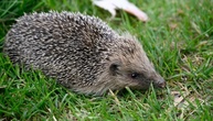 Igel-Schutz: Städtetag fordert bundesweites Nachtfahrverbot für Mähroboter