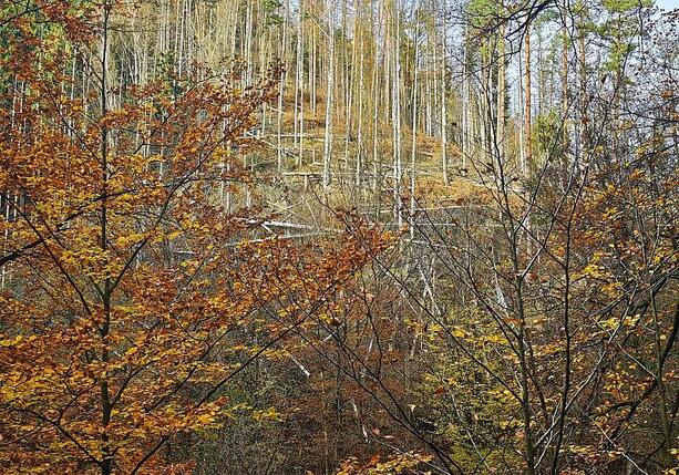 Bild vergr&ouml;&szlig;ern: Wolf nach Vorfall in Hamburg ausgewildert