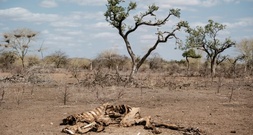 Studie: In vielen Weltregionen droht zunehmende Kombination aus Hitze und Dürren