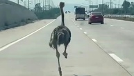 Ausgebüxter Vogel Strauß macht Autobahn in Thailand unsicher