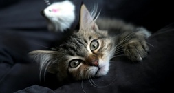 In zugeklebten Pappkartons: Mehr als 20 Katzen an Bremer Friedhof ausgesetzt