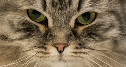 Fauchende Katze versperrt Treppenhaus: Nächtlicher Polizeieinsatz in Bremen