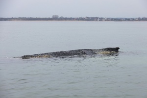 Zustand des gestrandeten Wals vor Ostseeküste weiter kritisch - Atmung schwächer
