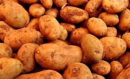 Landwirtschaftliche Erzeugerpreise im Februar deutlich gesunken