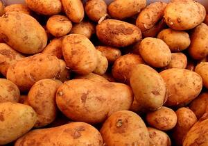 Landwirtschaftliche Erzeugerpreise im Februar deutlich gesunken