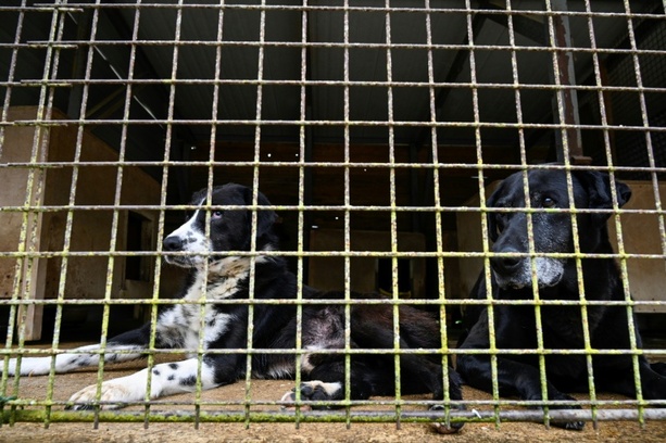 Bild vergr&ouml;&szlig;ern: Tierschutzmängel auf Gnadenhof: Gericht bestätigt Abbau von Tierbestand