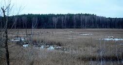 EU genehmigt deutsche Beihilfen für Moorwiedervernässung