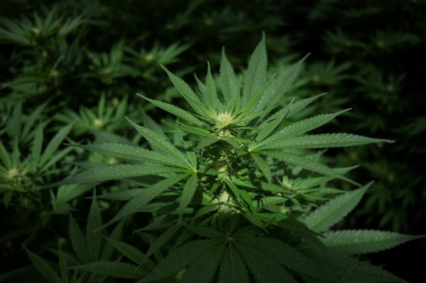 Bild vergr&ouml;&szlig;ern: Baden-Württemberg: Zollbeamte entdecken Cannabisplantage und Waffen in Wohnung