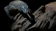 Seltene Komodowarane geschmuggelt: Sechs Festnahmen in Indonesien