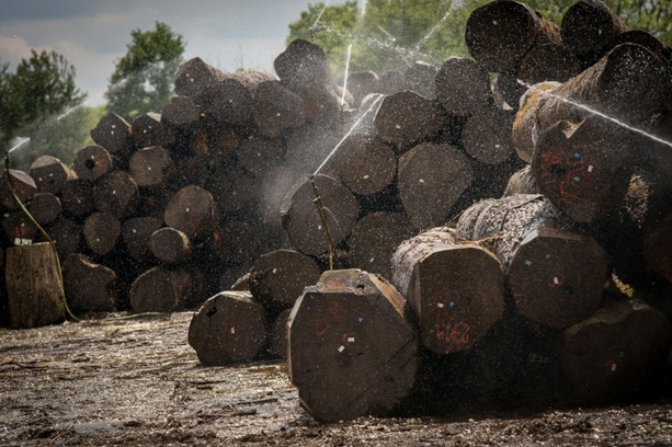 Bild vergr&ouml;&szlig;ern: Weniger Schadholz in deutschen Wäldern - Holzaufkommen sinkt