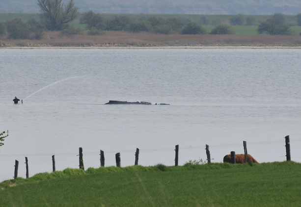 Bild vergr&ouml;&szlig;ern: Neuer Rettungsversuch für hilflosen Wal vor Ostseeküste erwartet