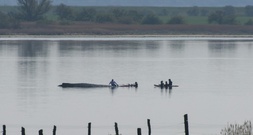 Wal in Not: Rettungsversuch vor Ostseeinsel wird Samstag fortgesetzt