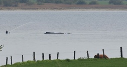 Wal-Rettung verzögert sich weiter - Initiative erhebt Vorwürfe gegen Behörden