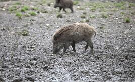 Fast 3.000 verstrahlte Wildschweine identifiziert und getötet