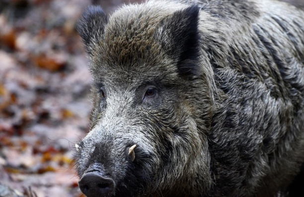 Bild vergr&ouml;&szlig;ern: Presse: Fast 3000 verstrahlte Wildschweine wurden 2025 vernichtet
