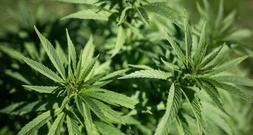 Cannabisplantage mit rund 1100 Pflanzen in Hessen entdeckt - zwei Festnahmen