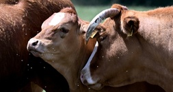 Unbekannte stehlen 70 Rinder von Weide in Brandenburg