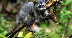 Nordrhein-Westfalen: Unbekannter erschießt Waschbär mit Armbrust