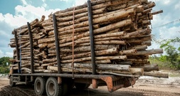 AFP-Recherche: Plantagenholz aus Indonesien für 
