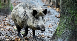 Fußgängerzone von Bad Harzburg: Wildschwein steckt mit Kopf in Metallzaun fest