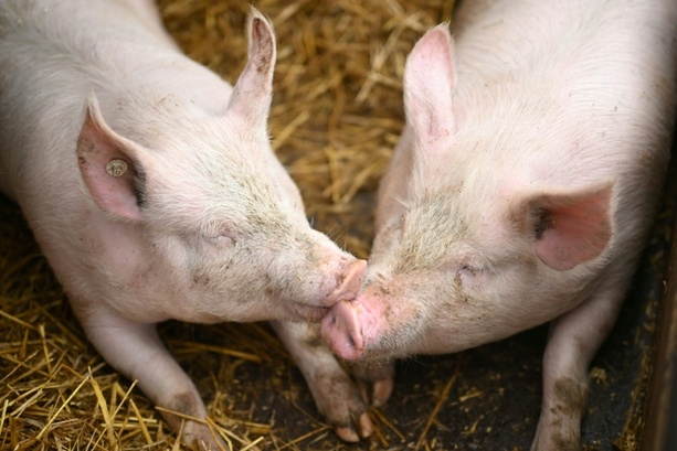 Bild vergr&ouml;&szlig;ern: Fast 300 Schweine verenden bei Brand auf Bauernhof in Niedersachsen