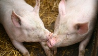 Fast 300 Schweine verenden bei Brand auf Bauernhof in Niedersachsen
