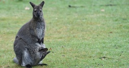 Polizei fängt kleines Känguru in Nordrhein-Westfalen ein - Halter gesucht