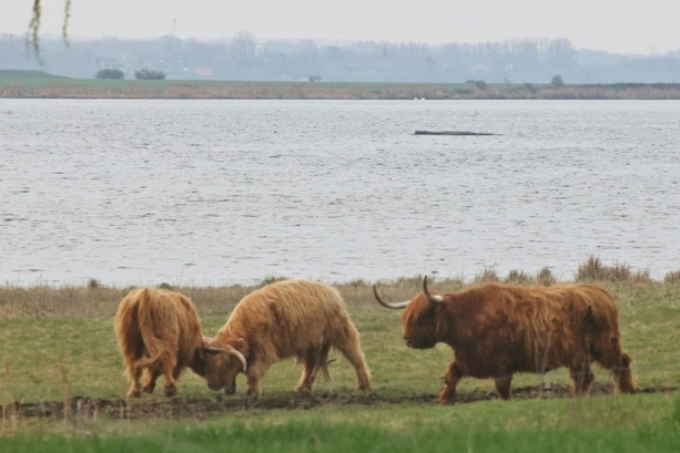 Bild vergr&ouml;&szlig;ern: Buckelwal vor Insel Poel: Retter wollen mehr als hundert Meter lange Rinne graben