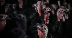 Bundesverwaltungsgericht fordert besseren Tierschutz in der Putenhaltung