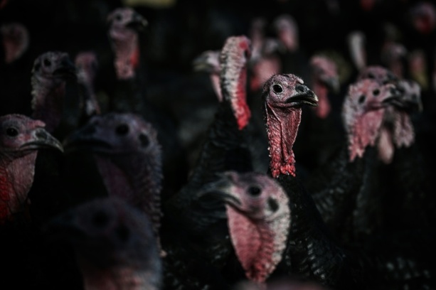 Bild vergr&ouml;&szlig;ern: Bundesverwaltungsgericht fordert besseren Tierschutz in der Putenhaltung