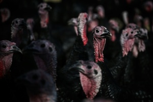 Bundesverwaltungsgericht fordert besseren Tierschutz in der Putenhaltung