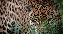 Studie: Klimabedingte Extremwetterereignisse bedrohen Lebensräume von Landtieren