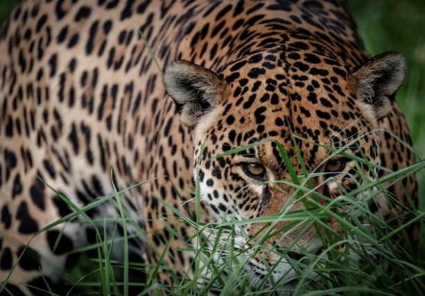 Bild vergr&ouml;&szlig;ern: Studie: Klimabedingte Extremwetterereignisse bedrohen Lebensräume von Landtieren