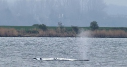 Drama um Buckelwal in Ostsee: Helfer bemühen sich weiter um Rettung