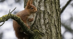 Eichhörnchen ist Gartentier des Jahres 2026