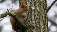 Eichhörnchen ist Gartentier des Jahres 2026