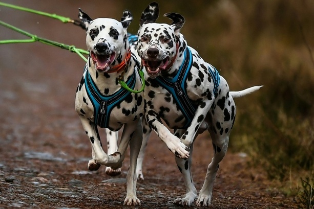 Bild vergr&ouml;&szlig;ern: Paketbote springt auf Flucht vor Hunden auf Porsche: Keine Haftung für Schäden
