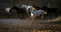 Blindgänger in Baden-Württemberg entschärft: Menschen und Pferde verlassen Gestüt