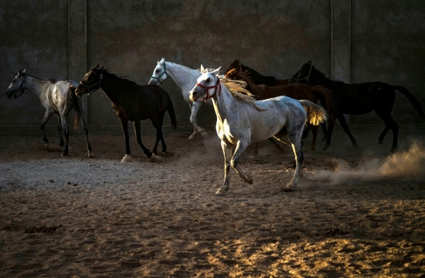 Bild vergr&ouml;&szlig;ern: Blindgänger in Baden-Württemberg entschärft: Menschen und Pferde verlassen Gestüt