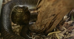 Schlangenbiss in Ägypten-Urlaub: Urlauber aus Bayern stirbt nach Show in Hotel
